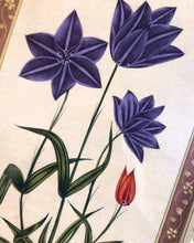 Load image into Gallery viewer, Star of India, Indian Botanical Oil Painting
